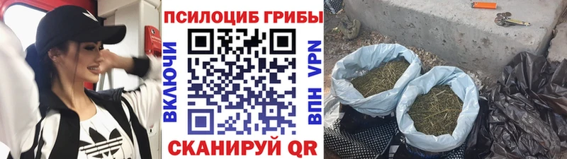 Псилоцибиновые грибы Cubensis  даркнет сайт  Брянск 